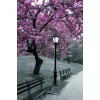 Ню Йорк - Central Park Blossom